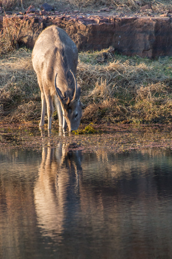 Afternoon Drink in Ranthambore National Park, India