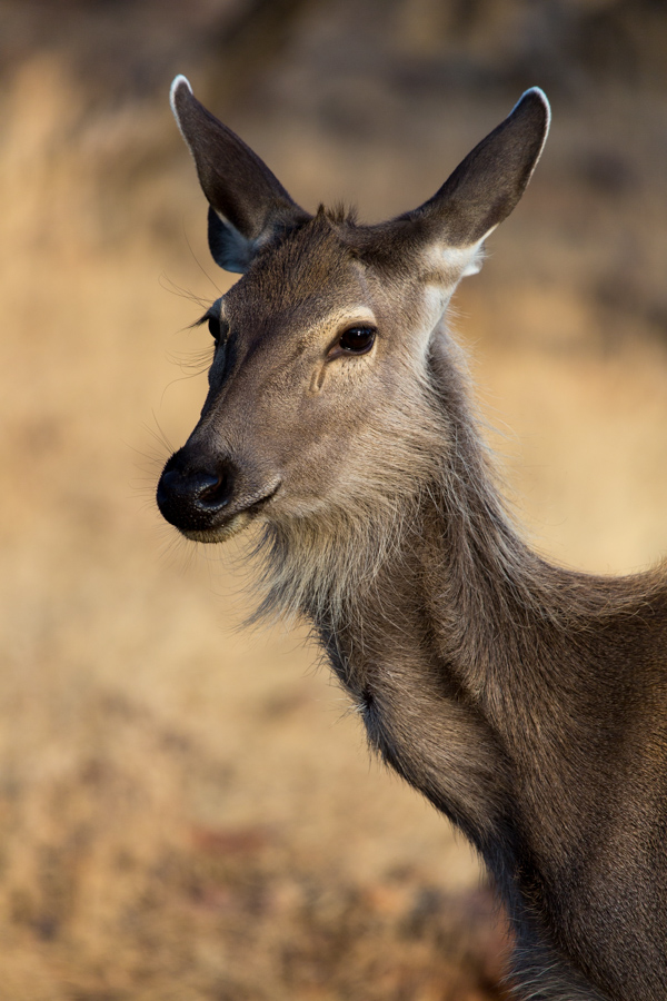 Doe Eyes in Ranthambore National Park, India