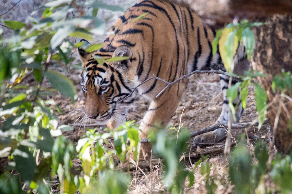 Stalking Tiger in Ranthambore National Park, India