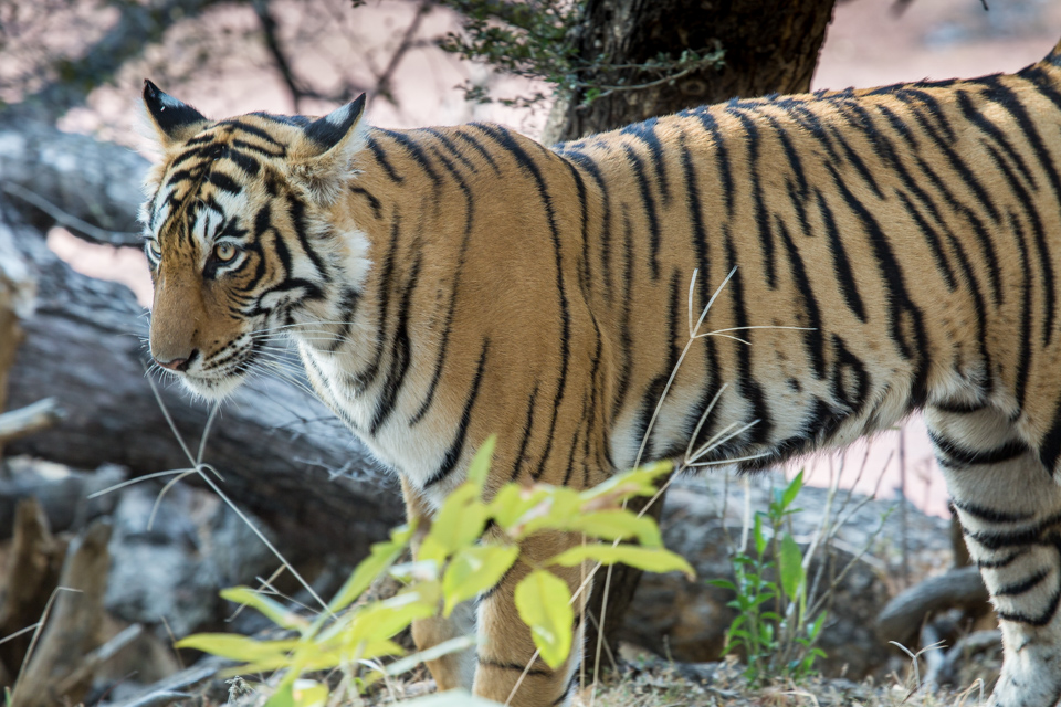 Big Cat in Ranthambore National Park, India