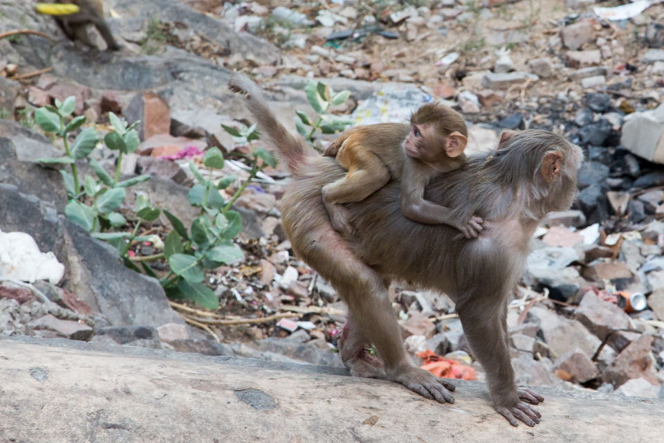 Hitching a Ride in Jaipur, India