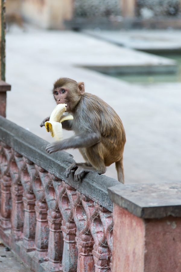 A Banana Break in Jaipur, India