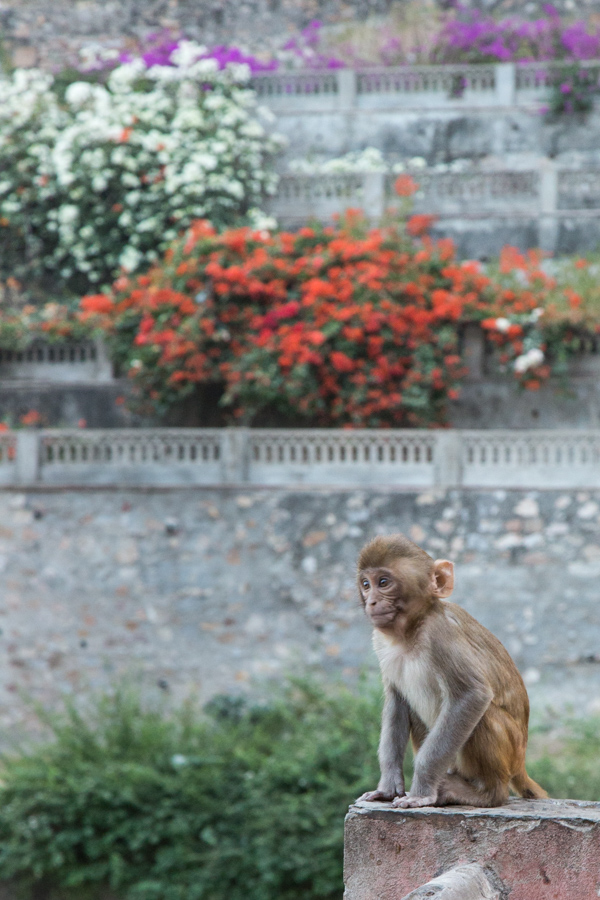 Enjoying the View in Jaipur, India