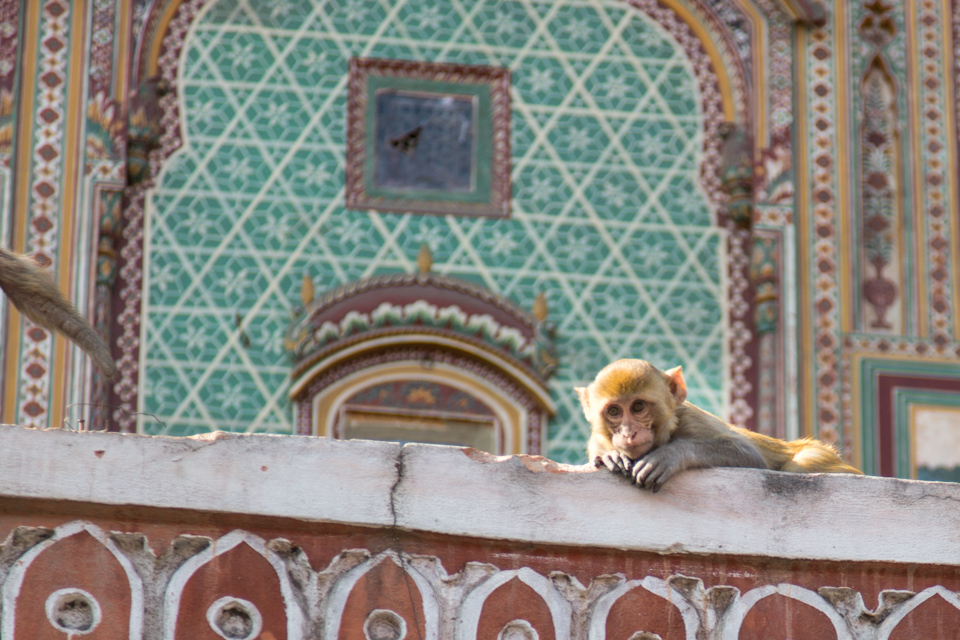 Watching the Market in Jaipur, India