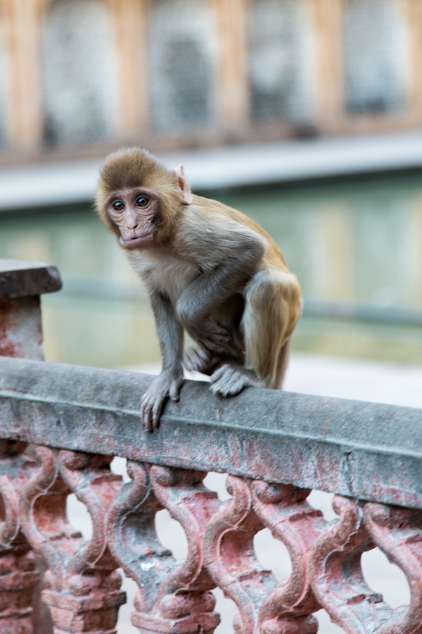 Curious Monkey in Jaipur, India
