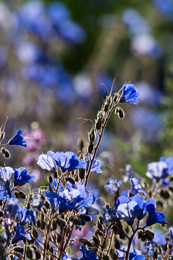 Blue Field in Phoenix, Arizona