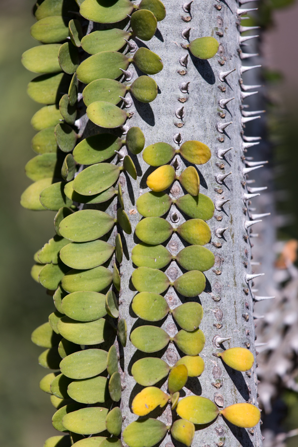 Pattern Spines in Phoenix, Arizona
