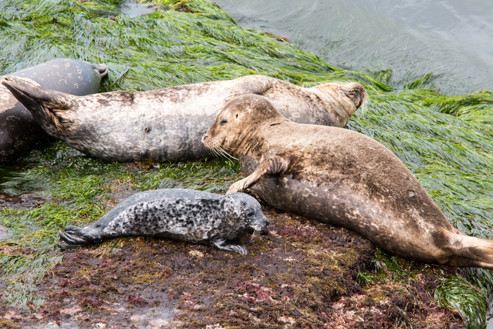 Protective Mother in San Diego, California