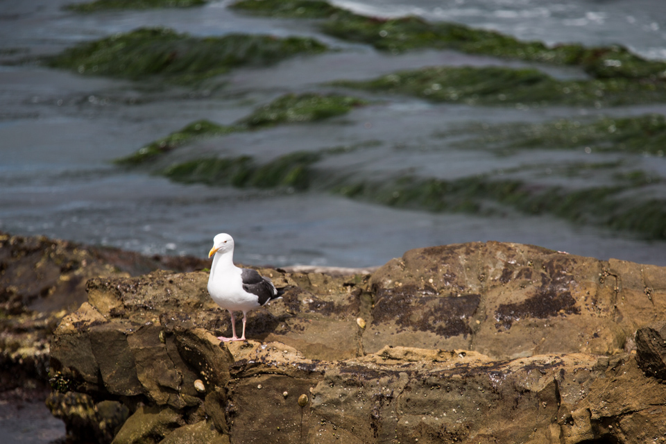Standing SWatch in San Diego, California