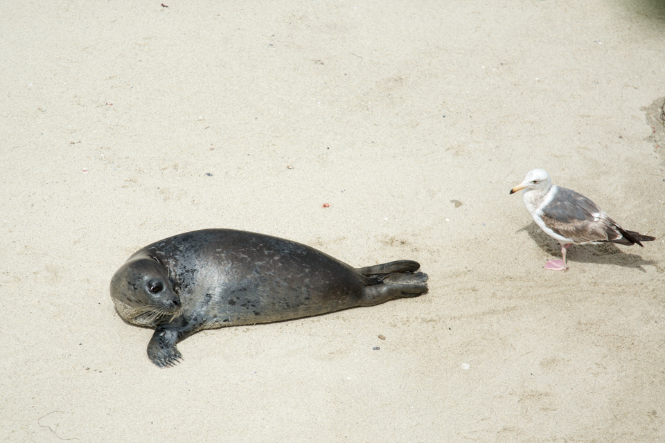 Friend? in San Diego, California