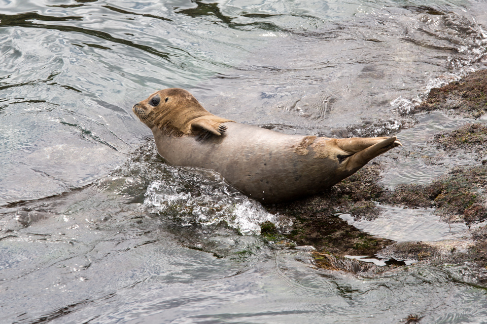 Whoa, That Water is Cold! in San Diego, California