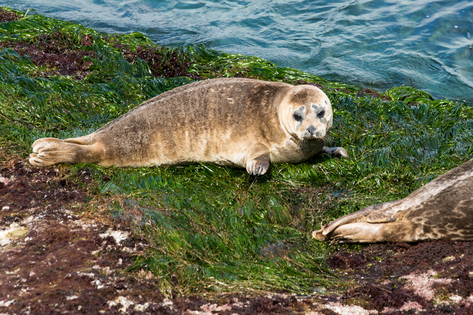 Seaweed Bed in San Diego, California