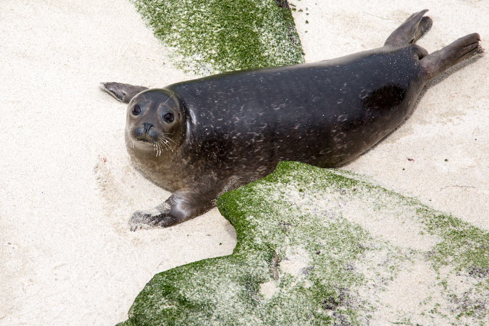 Small Seal in San Diego, California