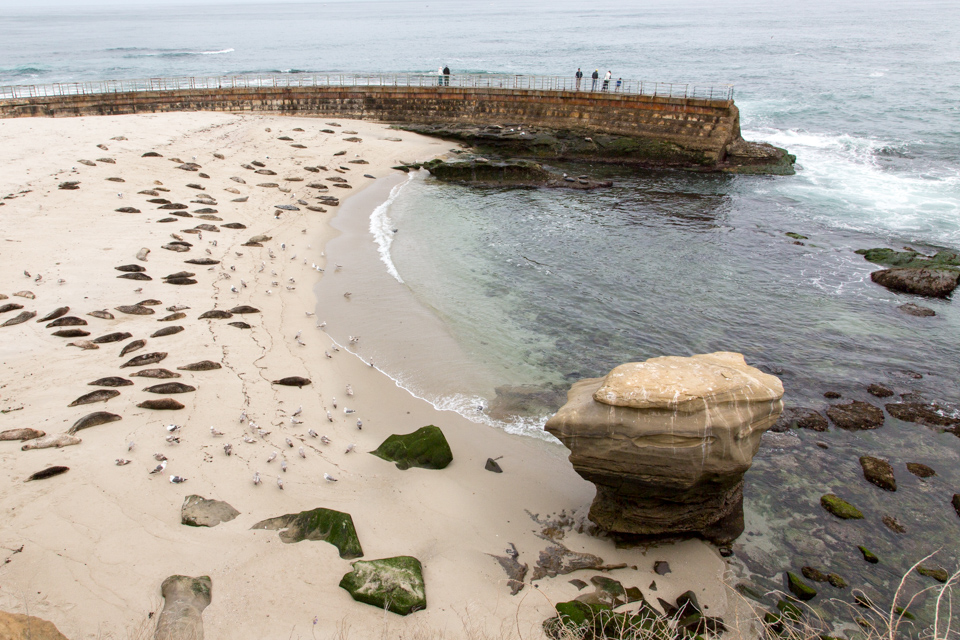 Children's Pool Beach in San Diego, California