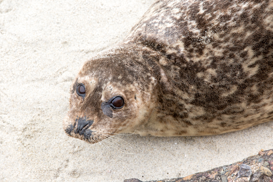 Big Eyes in San Diego, California