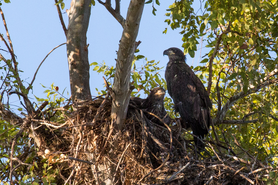 Eagle Nest in Scottsdale, Arizona