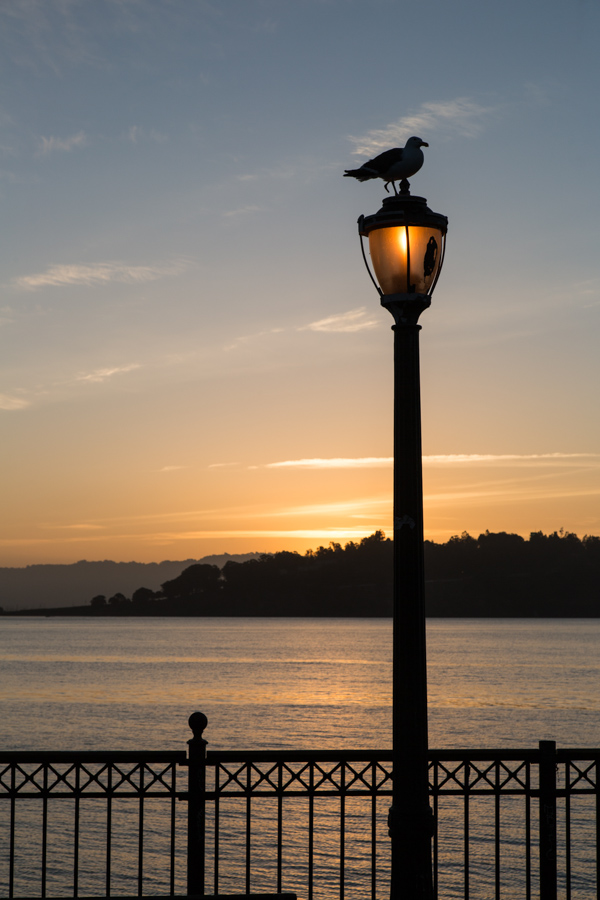 Early Bird in San Francisco, California