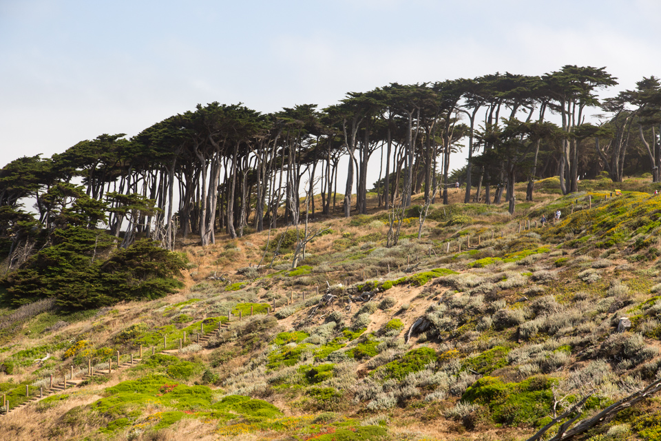 Ocean Trees in San Francisco, California