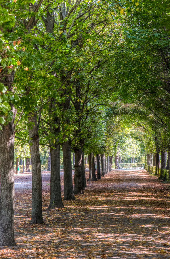Tree Tunnel in Vienna, Austria