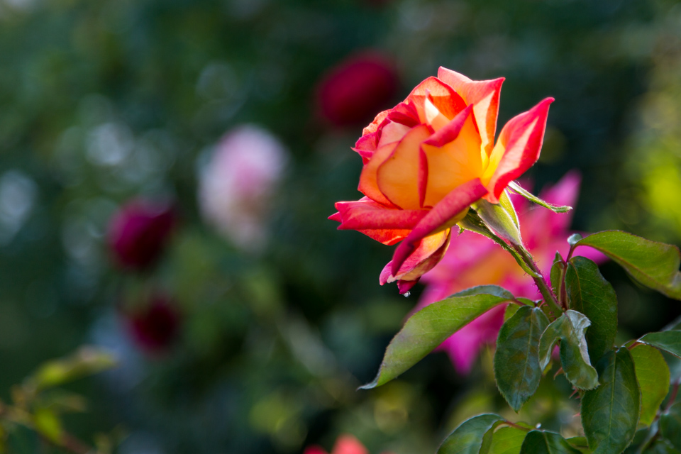 Vienna Rose in Vienna, Austria