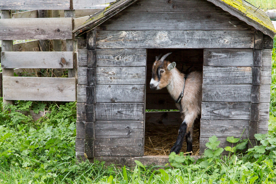 Goat House in Fussen, Germany
