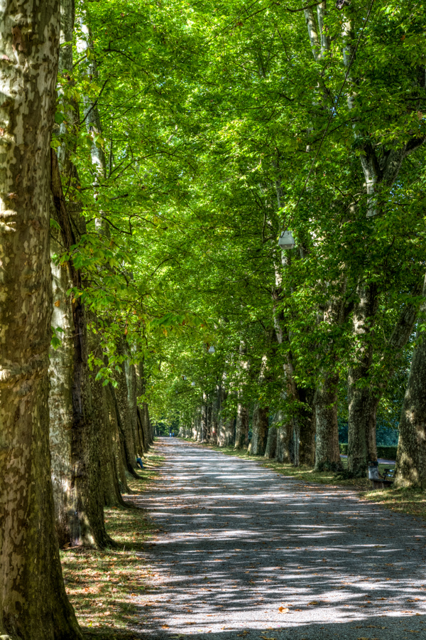 Platanenallee in Tubingen, Germany
