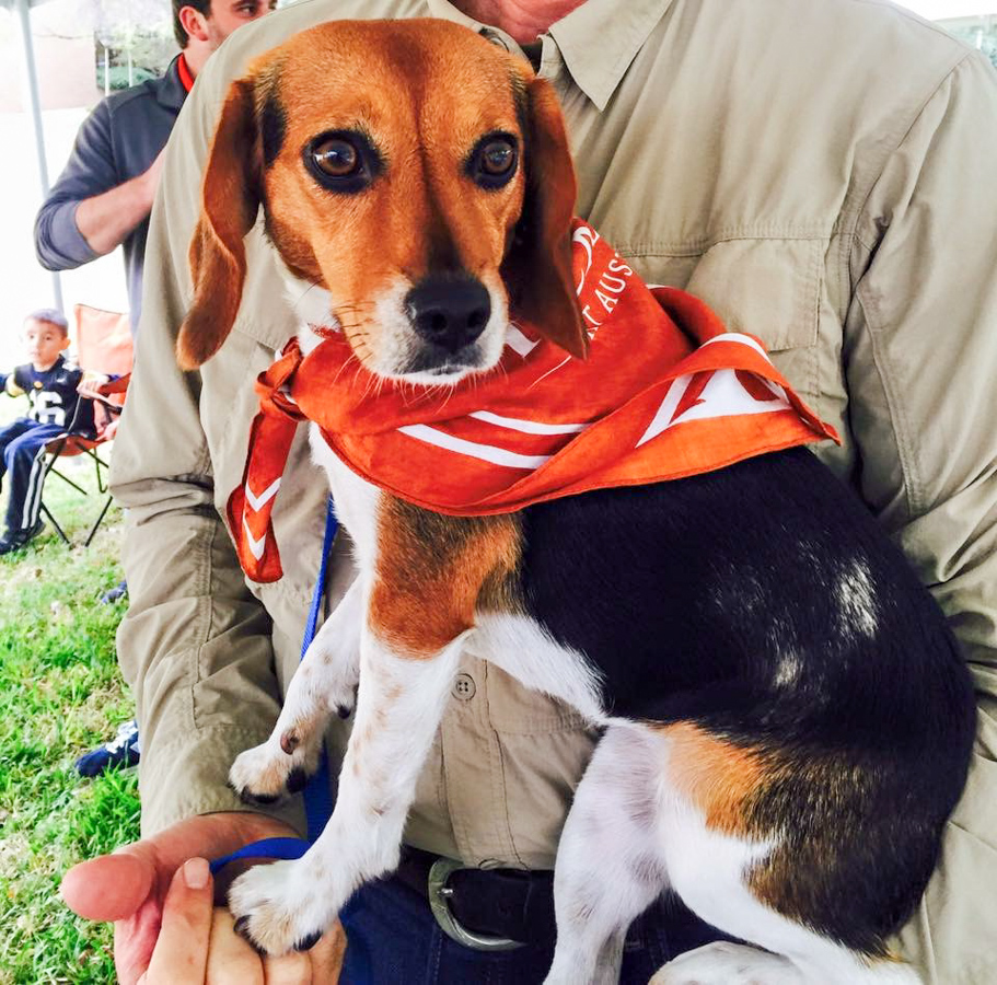 Longhorn Pup in Austin, Texas
