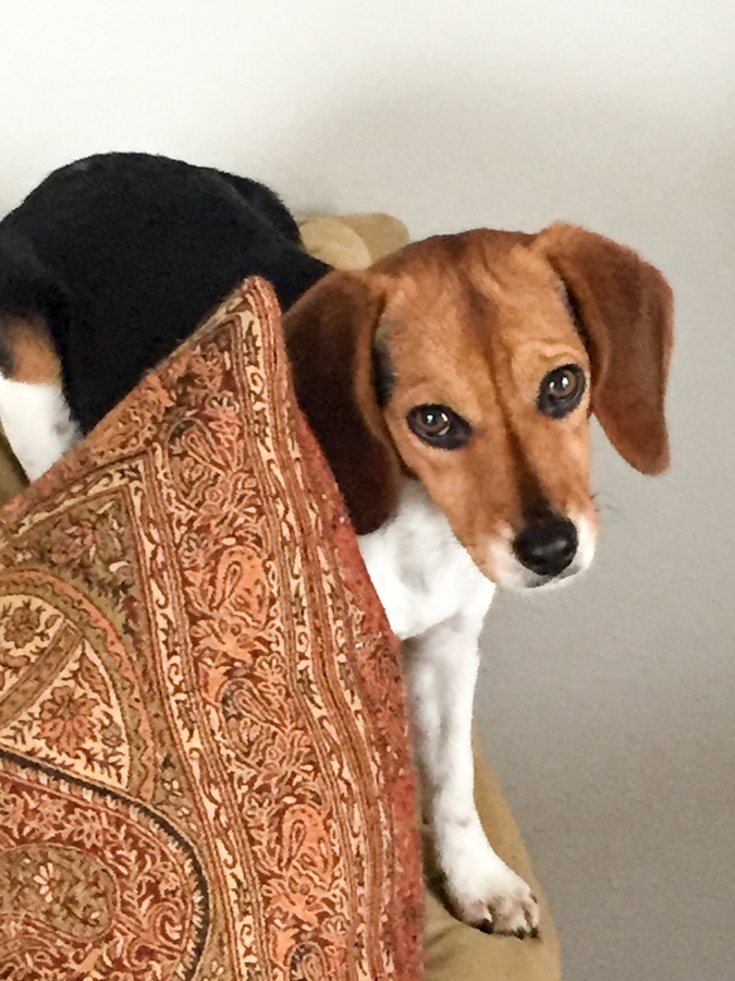 Climbing the Sofa in Austin, Texas