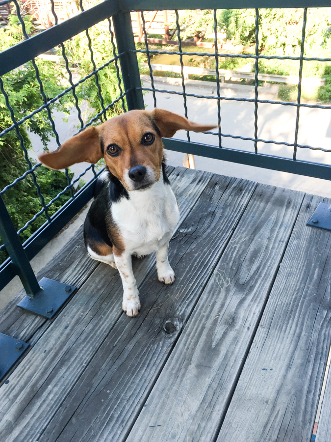Flying Ears in Austin, Texas