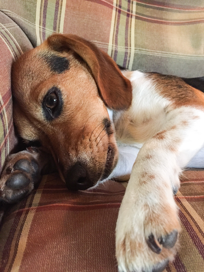 Relaxed Beagle in Austin, Texas