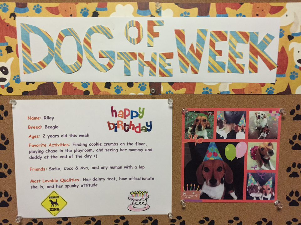 Dog of the Week in Austin, Texas
