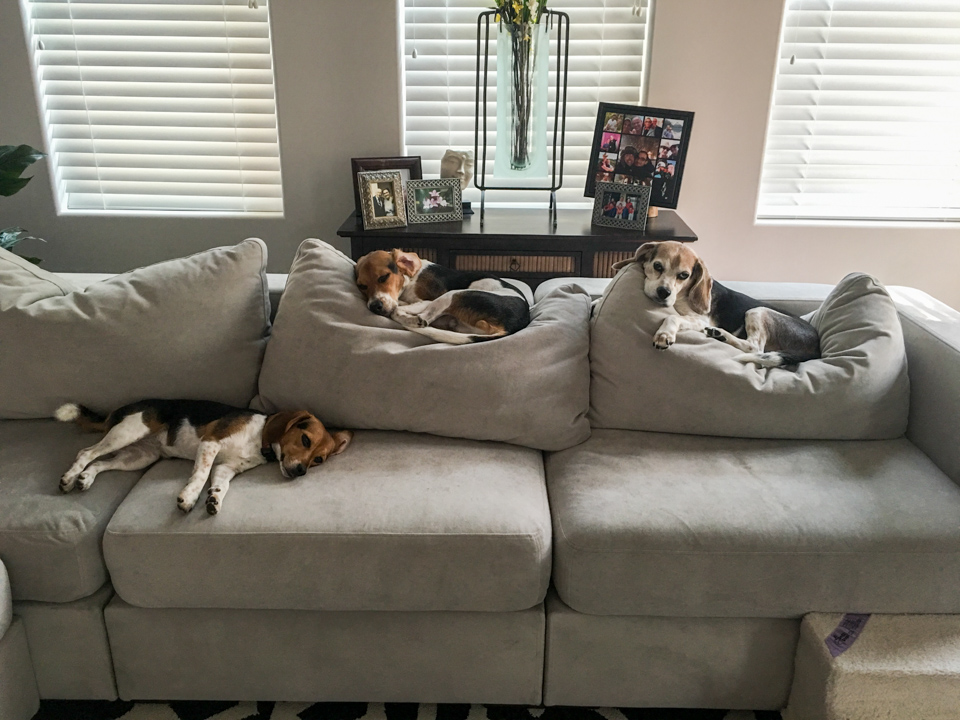 Pack of Beagles in Austin, Texas
