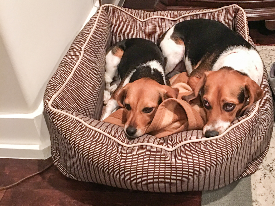 Bed of Beagles in Austin, Texas