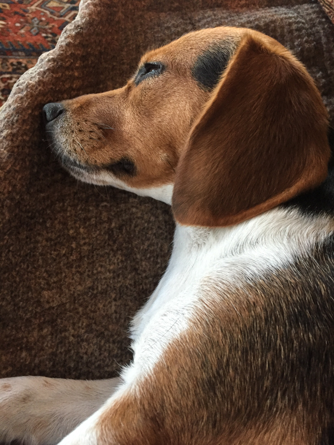 Pretty Pup in Austin, Texas