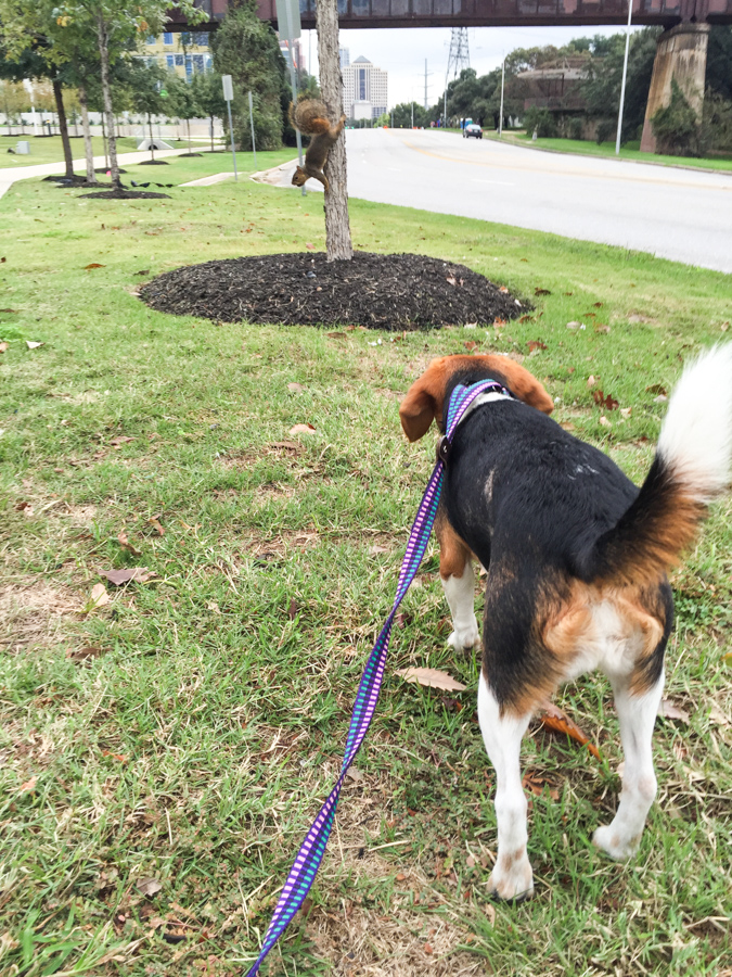 On the Hunt in Austin, Texas