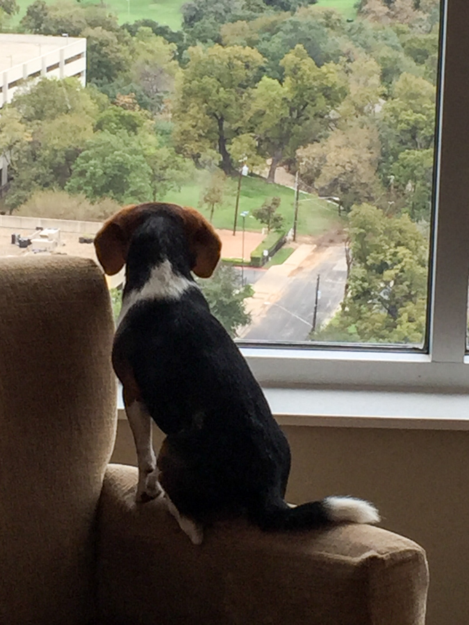 Watching from High in Austin, Texas
