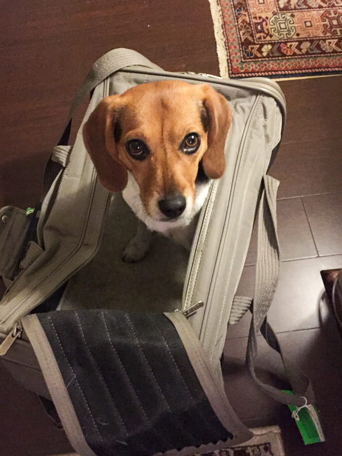 Ready to Travel in Austin, Texas