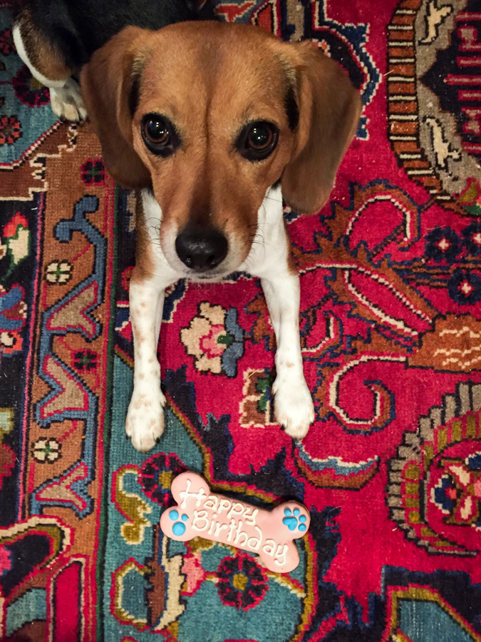 Birthday Cookie in Columbus, Georgia