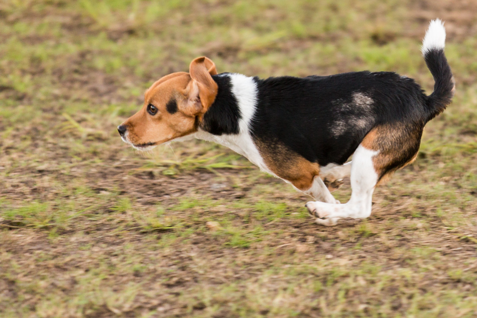 Rabbit Dog in Austin, Texas