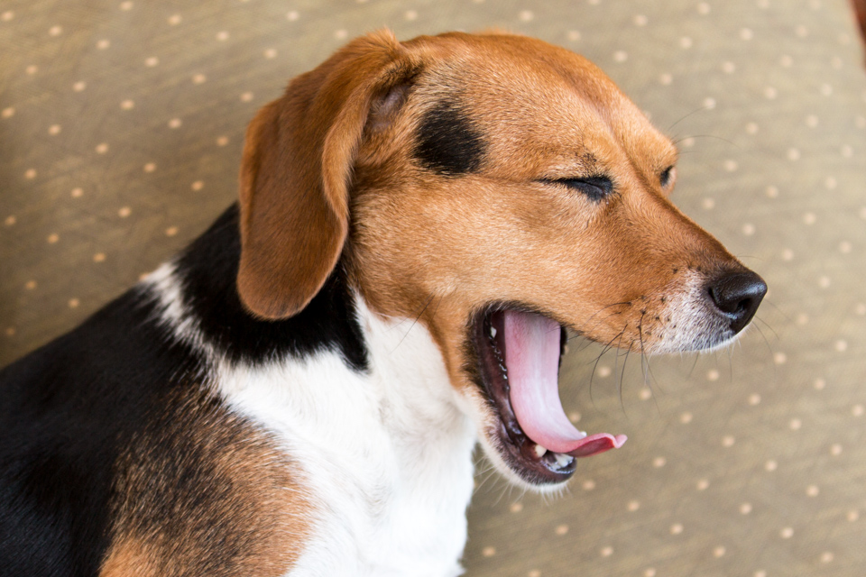 Yawn in Austin, Texas