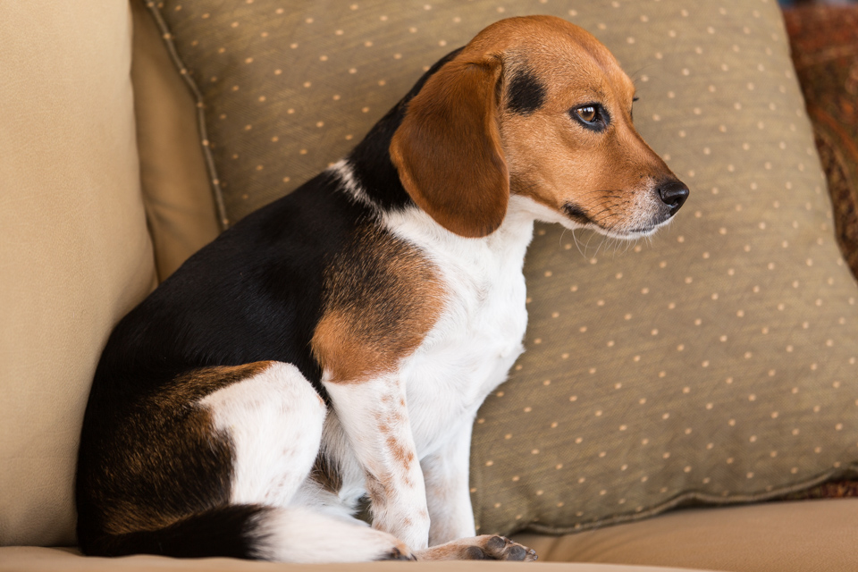 Little Beagle in Austin, Texas