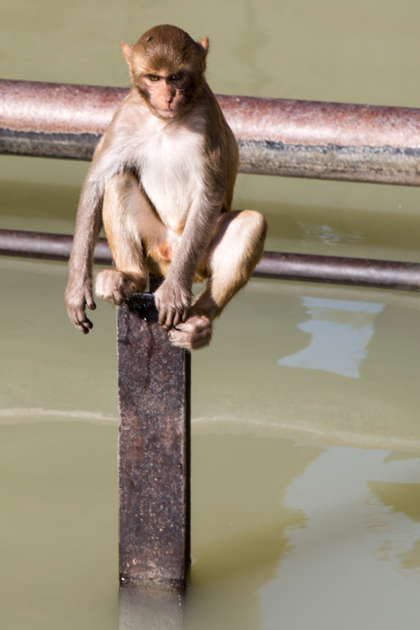 Balance in Jaipur, India