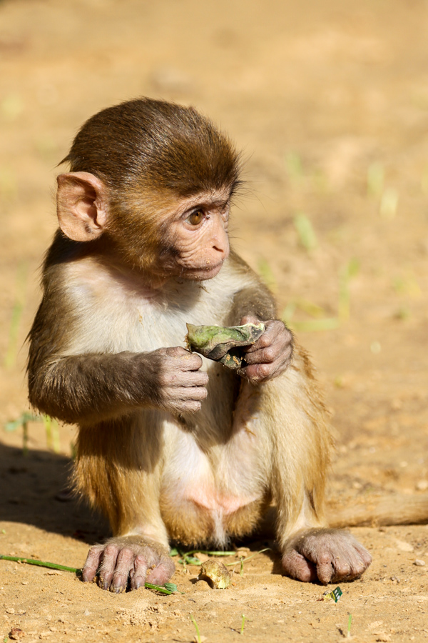 Little Monkey in Jaipur, India