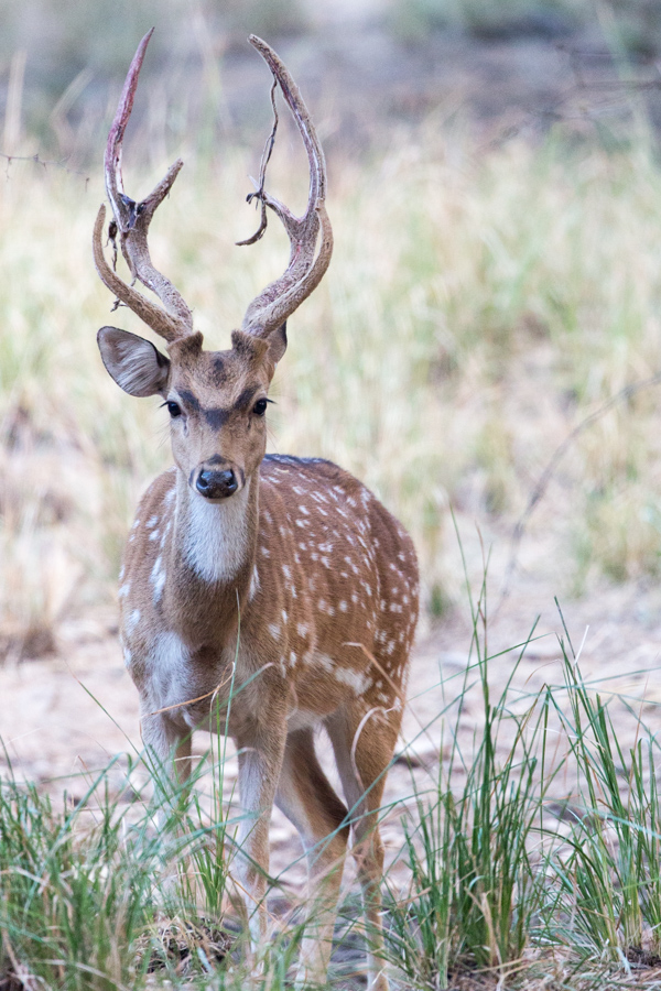 Velvet Loss in Ranthambore National Park, India