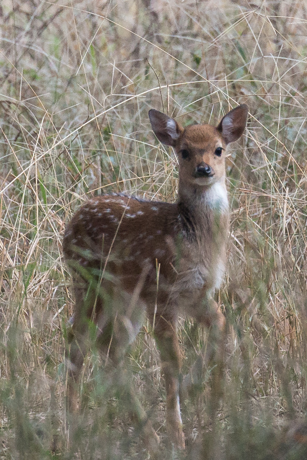 Bambi in Ranthambore National Park, India