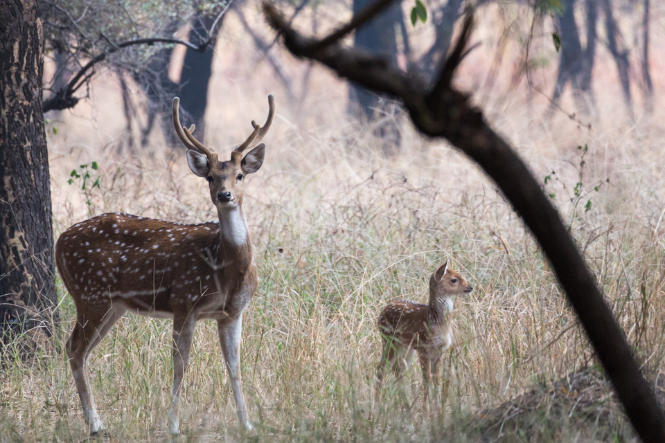 Mother and Child in Ranthambore National Park, India
