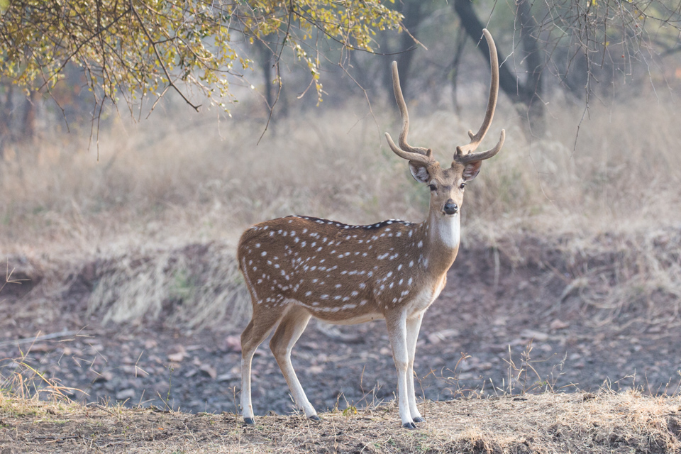 Spotted Deer in Ranthambore National Park, India
