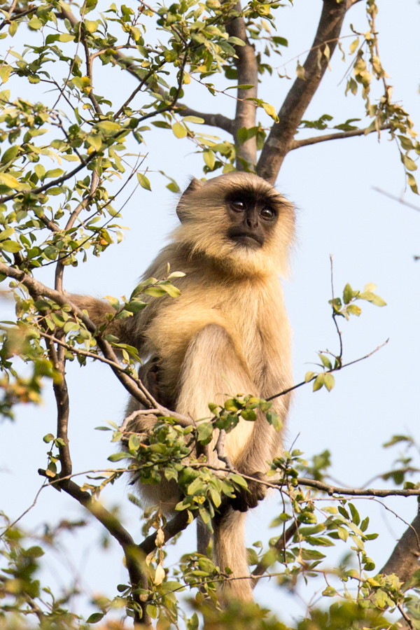 Gray Langur in Ranthambore National Park, India