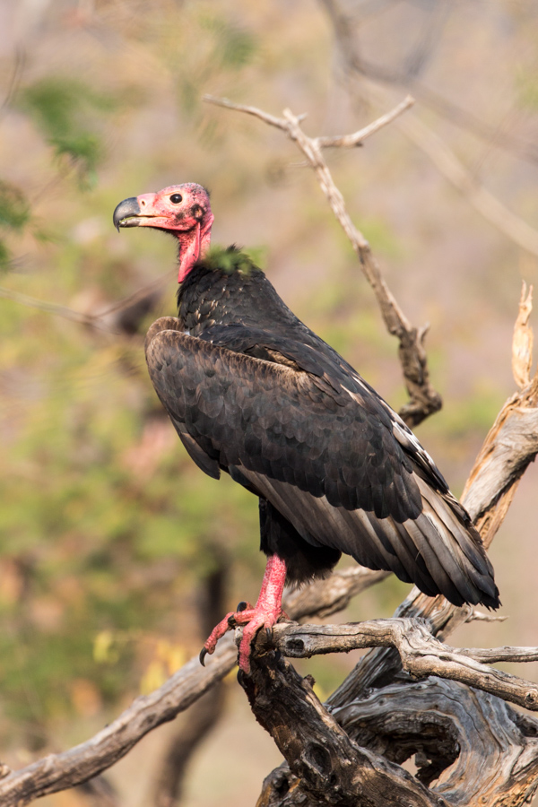 Red Headed Vulture in Ranthambore National Park, India