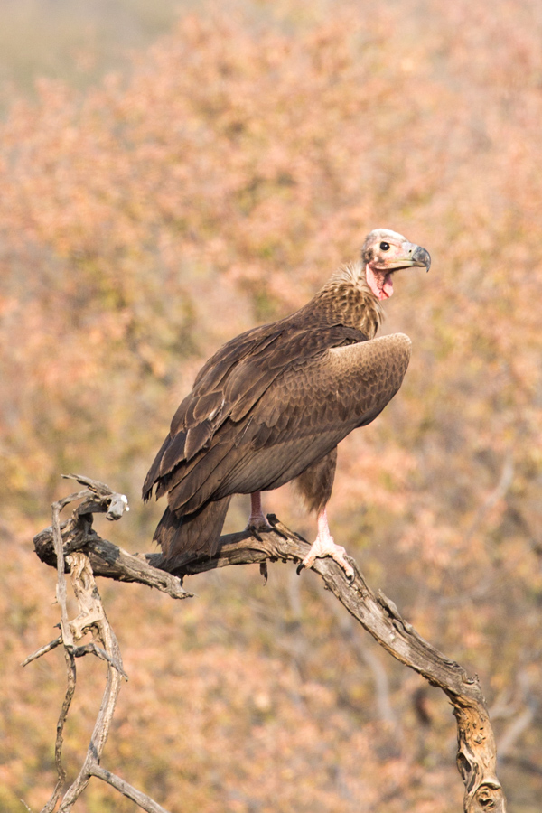 Young Vulture in Ranthambore National Park, India